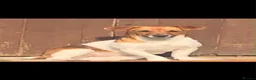 Jack Russell dogs for sale: Jack Russell puppies  in Swanley - Advert 1