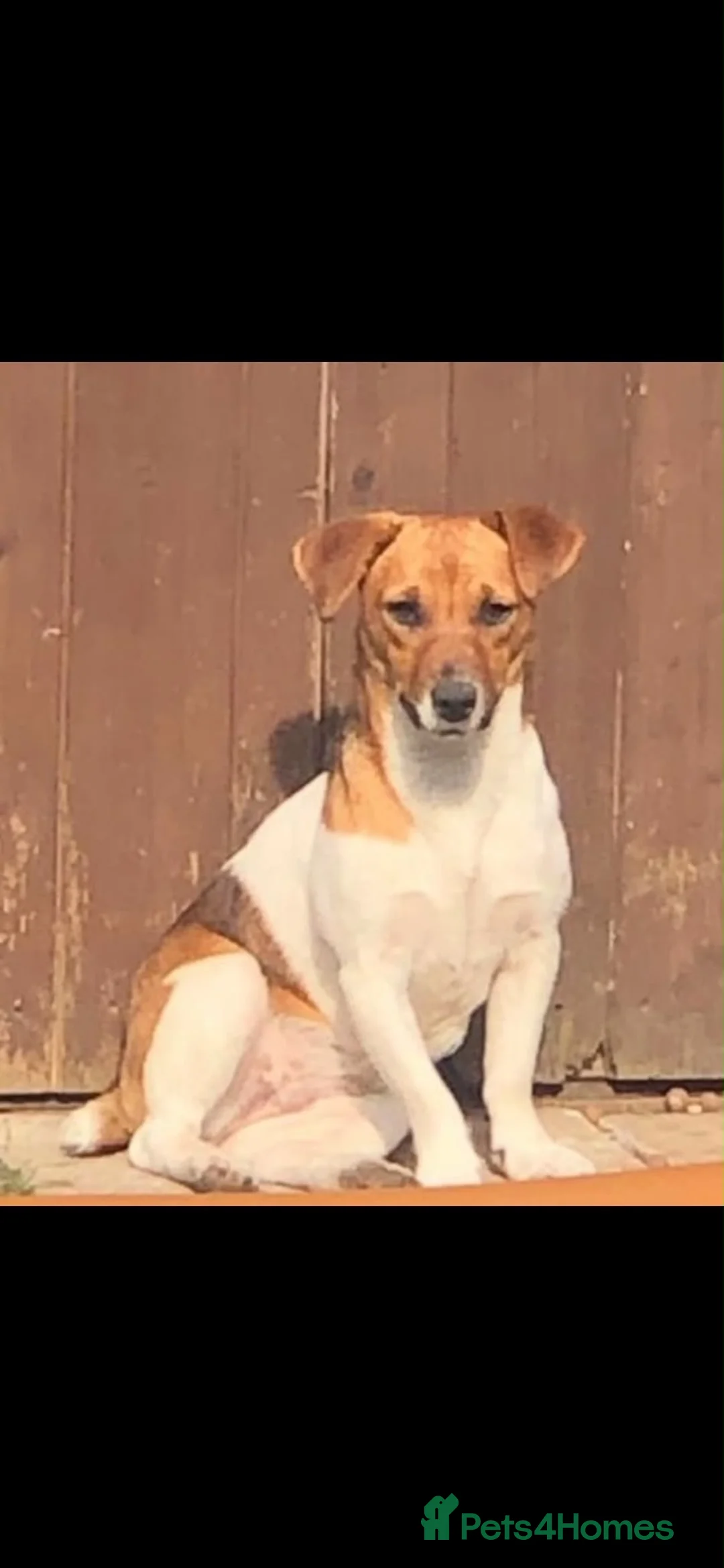 Jack Russell dogs for sale: Jack Russell puppies  in Swanley - Advert 1