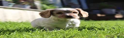 Cocker Spaniel dogs for sale: Kc registered working cockers  - Advert 15