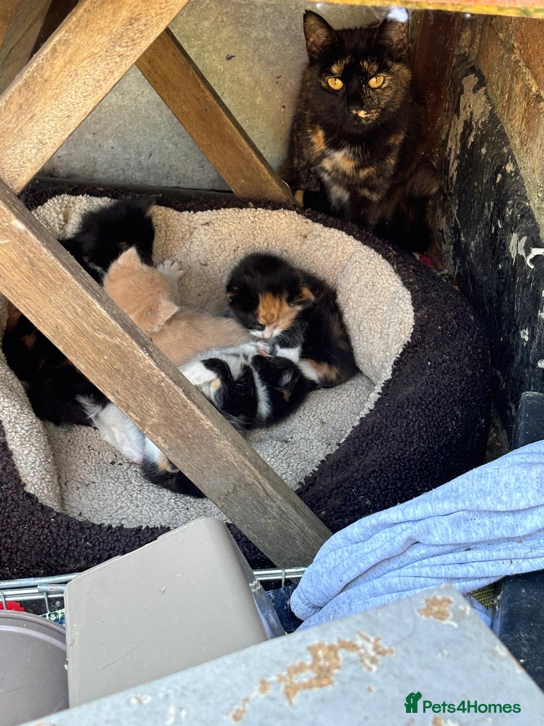 Mixed Breed cats for sale: Kittens for sale  - Image 25