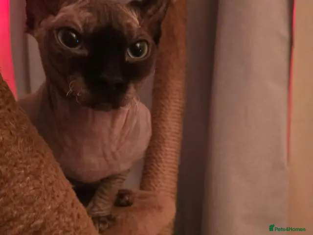 Sphynx cats Elf sphynx - Advert 2