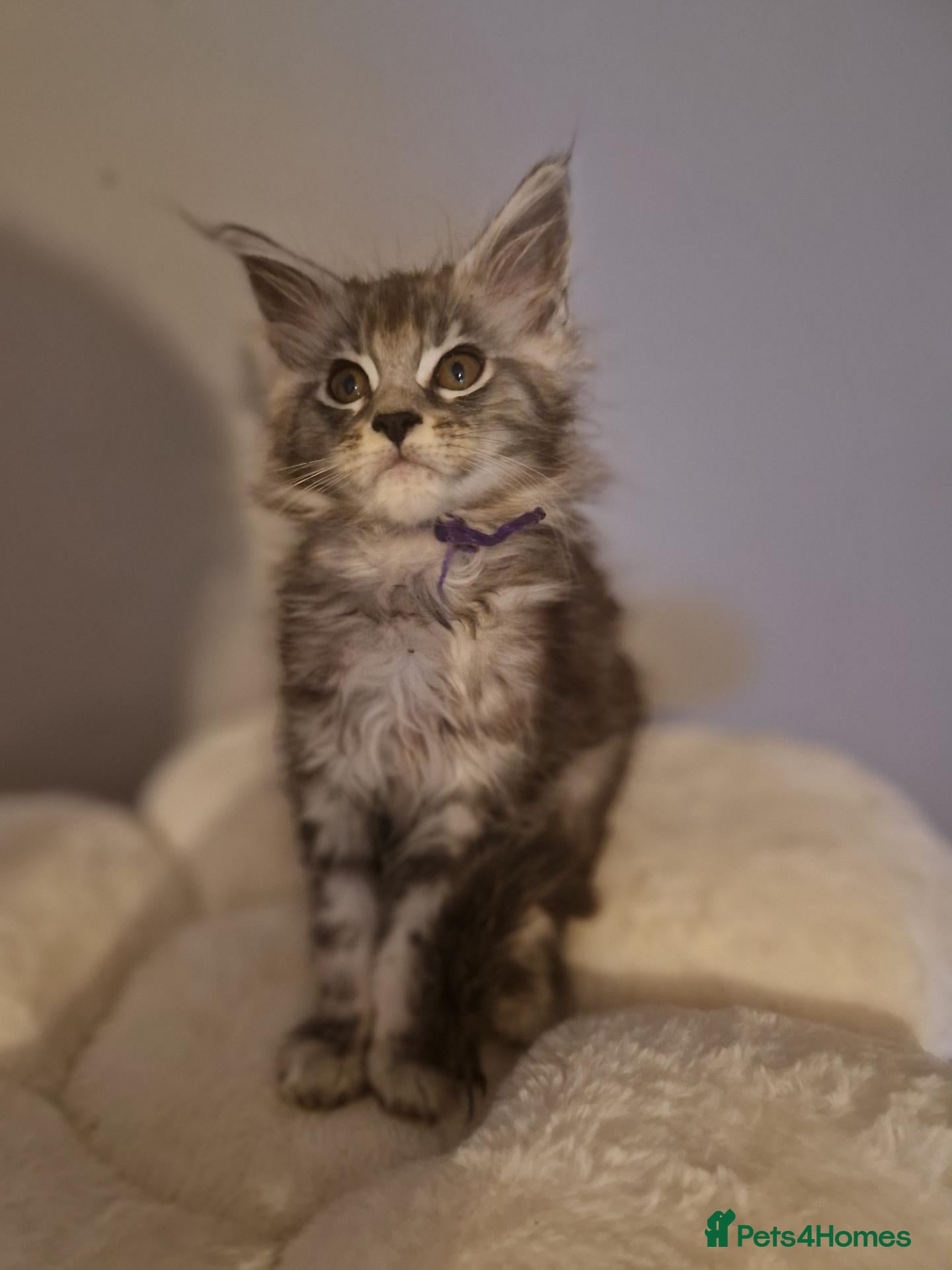 Maine Coon cats for sale:  2 girls left Gorgeous mainecoon kittens   - Advert 13