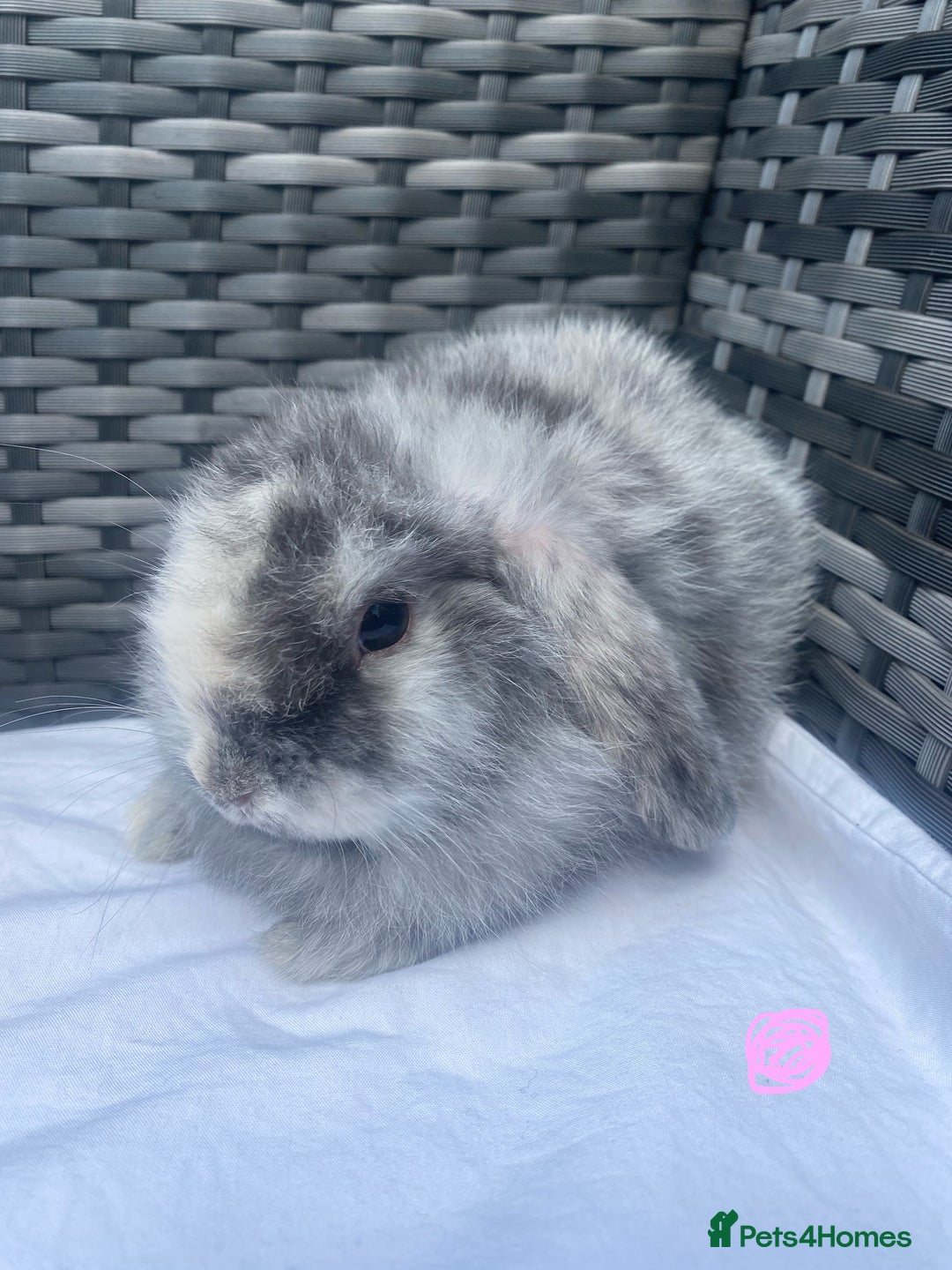Mini Lop rabbits for sale: Mini lop litter ready now  - Image 3