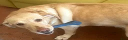 Labrador Retriever dogs for sale: Labrador Retriever - Emotional Support dog  - Advert 21