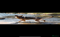 German Shepherd dogs for stud: German shepherd x Malinois for stud - Image 2