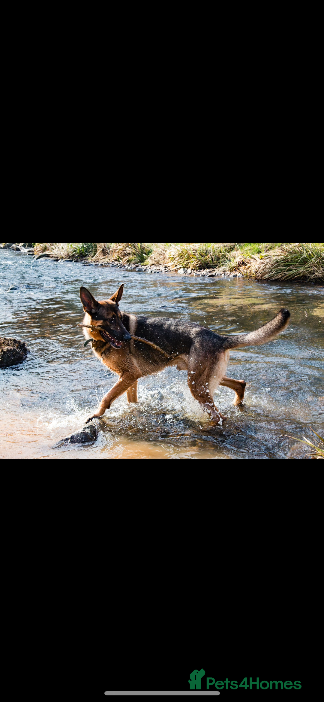 German Shepherd dogs for stud: German shepherd x Malinois for stud - Image 2