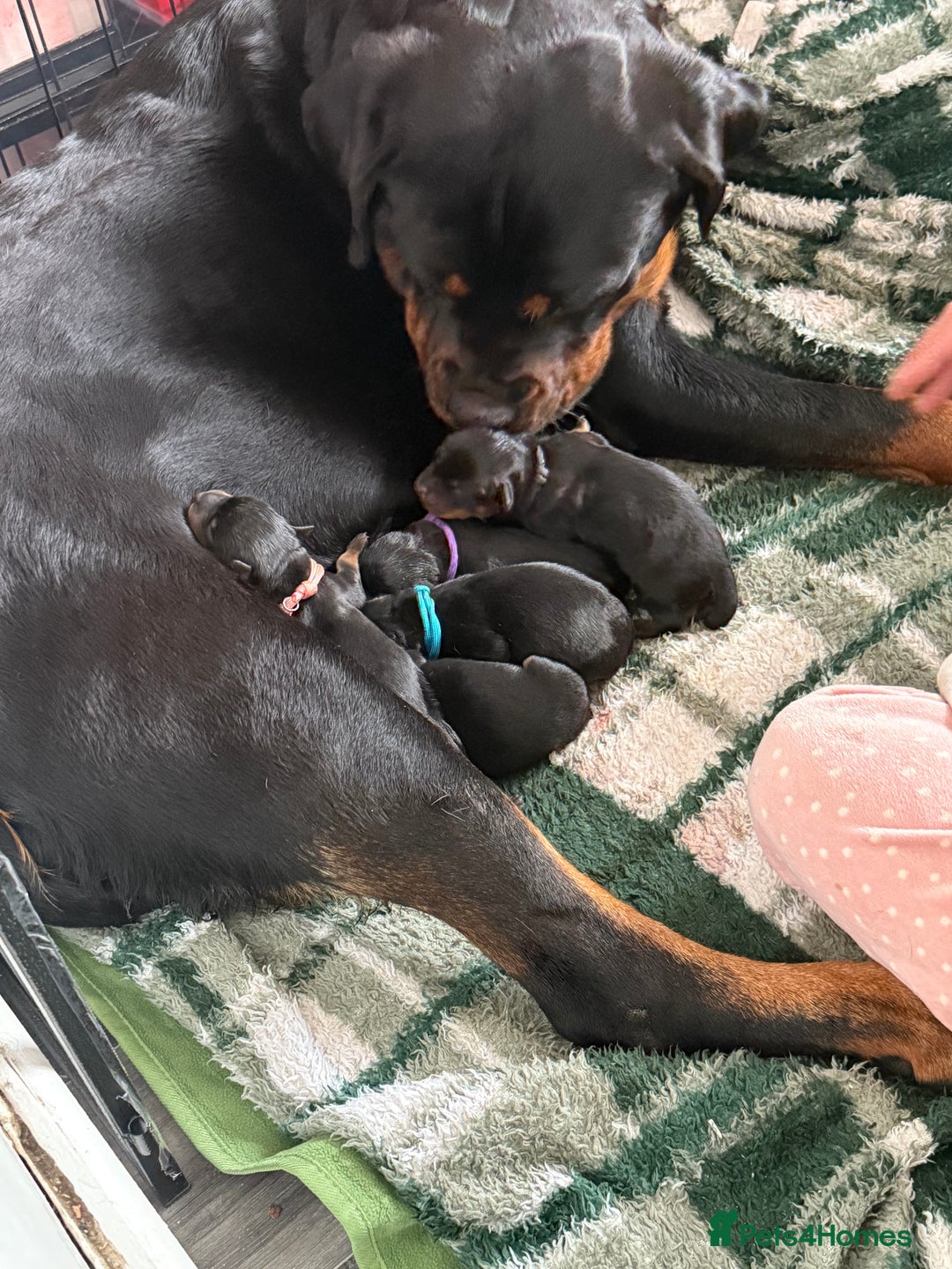 Rottweiler dogs for sale: Rottweiler Puppies - Image 2