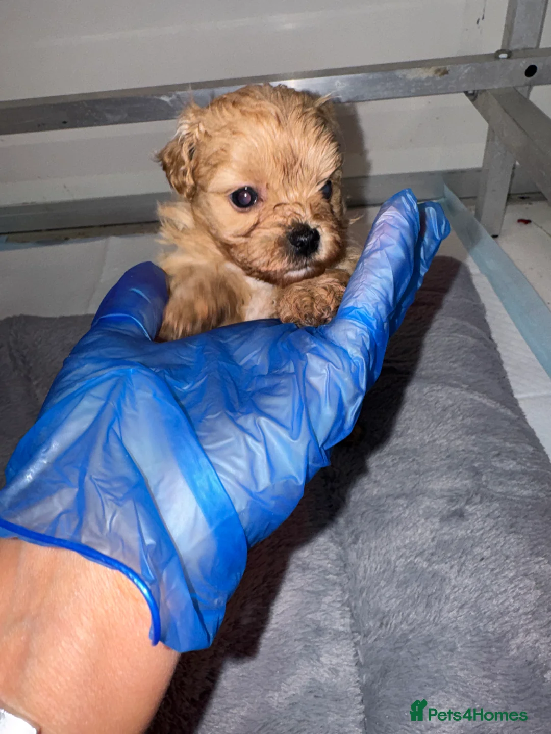 Maltipoo dogs for sale:    Beautiful Korean Maltipoo Puppies – 5 Week Old  - Advert 6