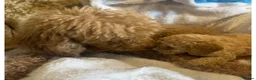 Toy Poodle dogs for sale: 5 gorgeous toy poodles - Advert 11