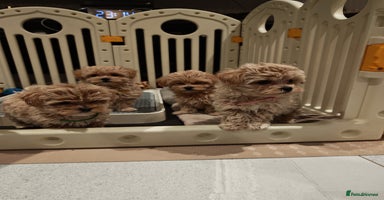 Maltipoo dogs - Advert 1