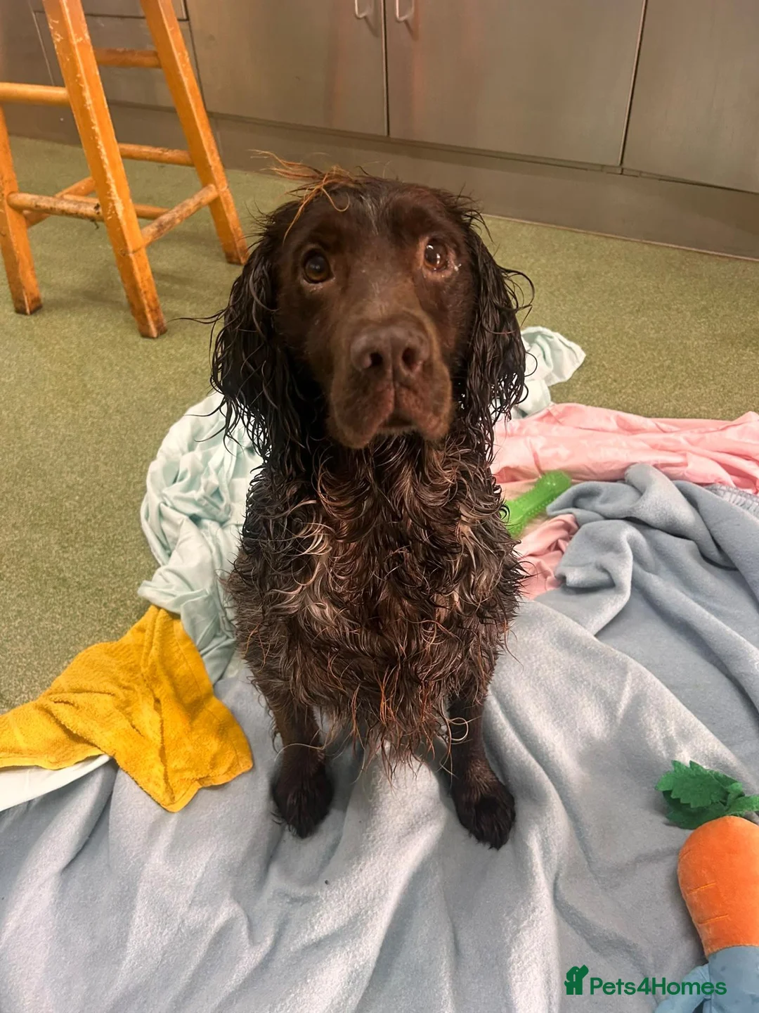 Sprocker dogs for adoption: Bonnie - Advert 3