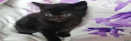 Mixed Breed cats for sale: Adorable & Playful Kittens Raised with Kids  - Advert 37