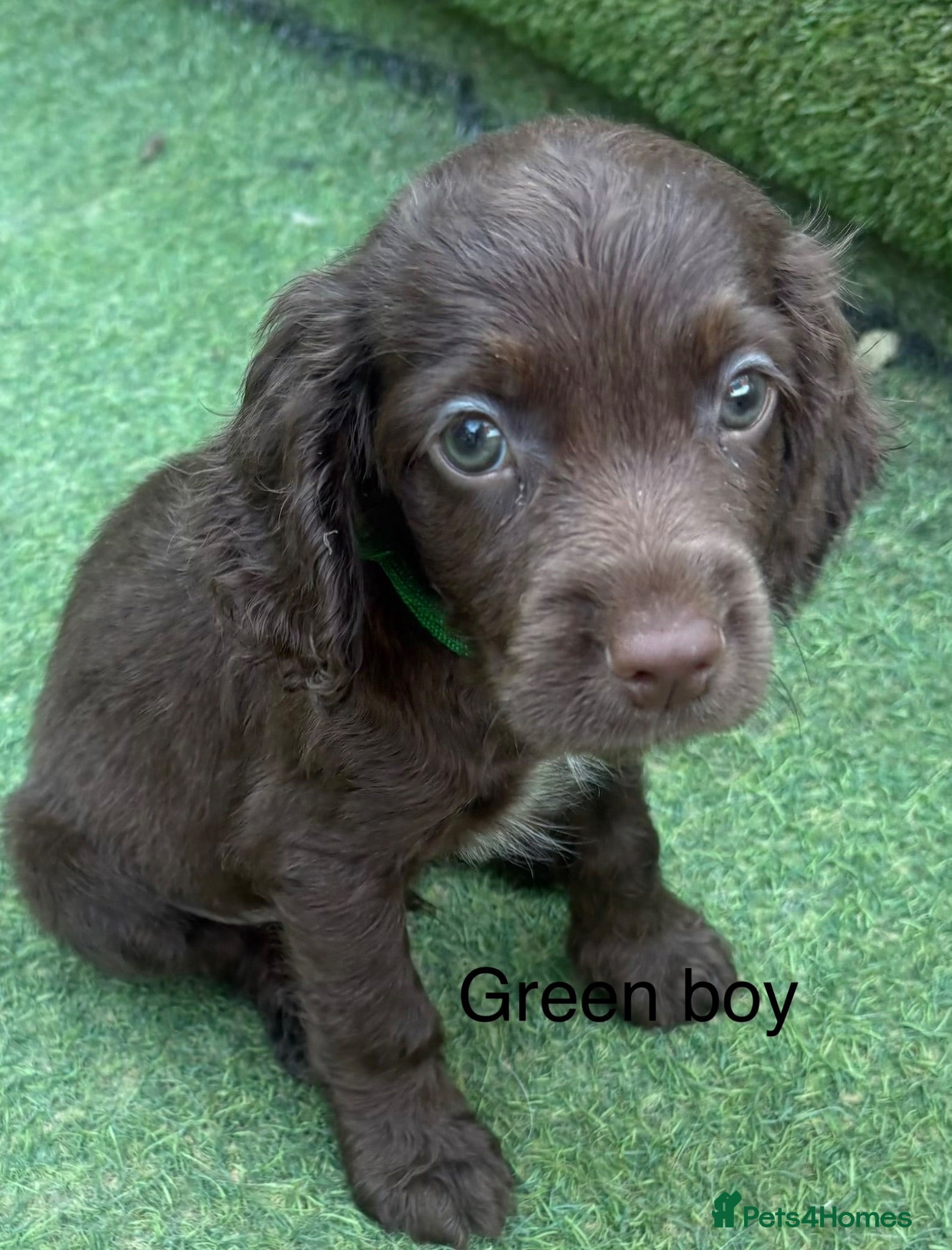 Cocker Spaniel dogs Beautiful cocker spaniel - Advert 1