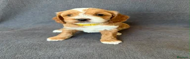 Cockapoo 3