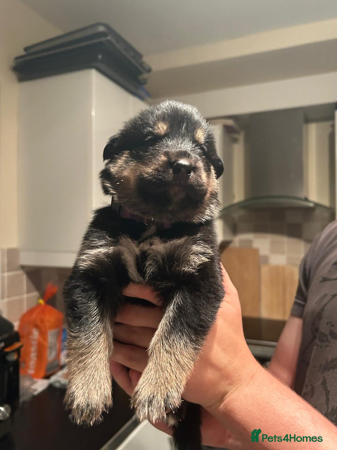 Mixed Breed dogs for sale: 10 Beautiful Rottsky Puppies  - Image 7