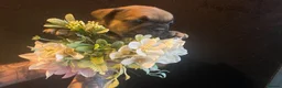 French Bulldog dogs for sale: EXCEPTIONAL LITTER OF FRENCH BULLDOG PUPPIES - Advert 11