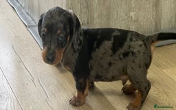Miniature Dachshund dogs for sale: Last boy KC REG PRA CLEAR - Image 15