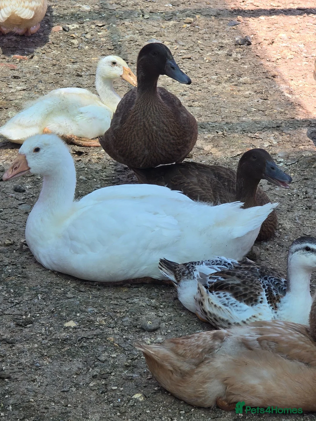 Geese poultry for sale: Smooth Sebastopol male gosling  - Advert 4