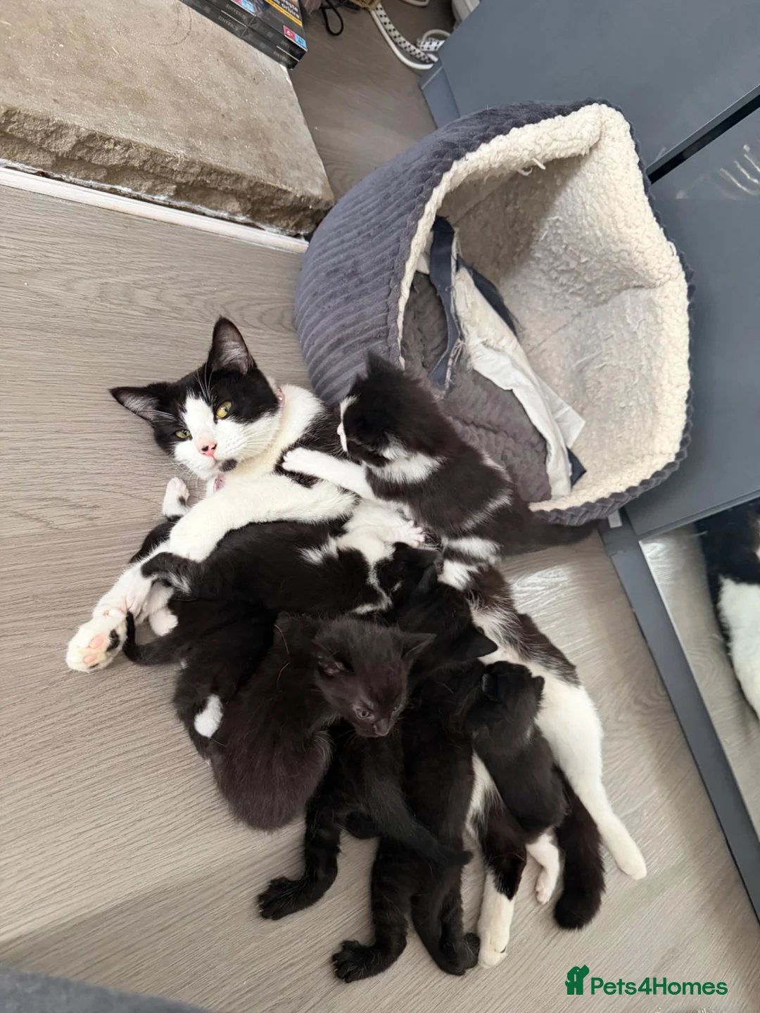 Mixed Breed cats for sale: Kittens for sale!  - Advert 5
