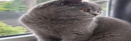 British Shorthair cats for sale: 💙 GCCF Registered Blue British Shorthair Boy 💙 in Burnley - Advert 7