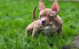 American Bully dogs for sale: 3 Stunning Correct Female Pocket Bullies  - Image 1