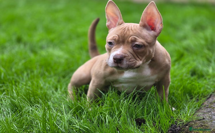 American Bully dogs - Advert 1