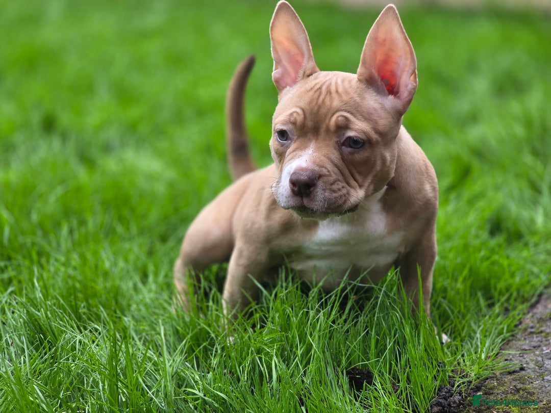 American Bully dogs for sale: 3 Stunning Correct Female Pocket Bullies  - Image 1