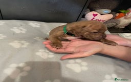 Staffordshire Bull Terrier dogs for sale: Staffy puppy  - Image 18