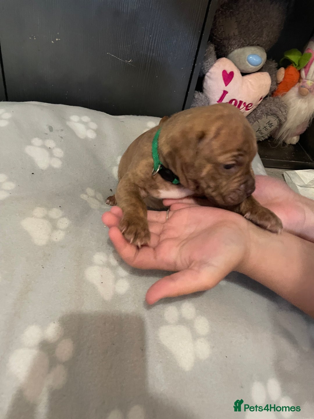 Staffordshire Bull Terrier dogs for sale: Staffy puppy  - Image 18