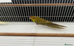 Parakeets birds for sale: Young female kakariki  - Advert 13