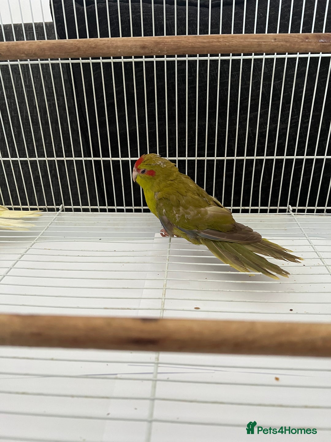 Parakeets birds for sale: Young female kakariki  - Advert 13