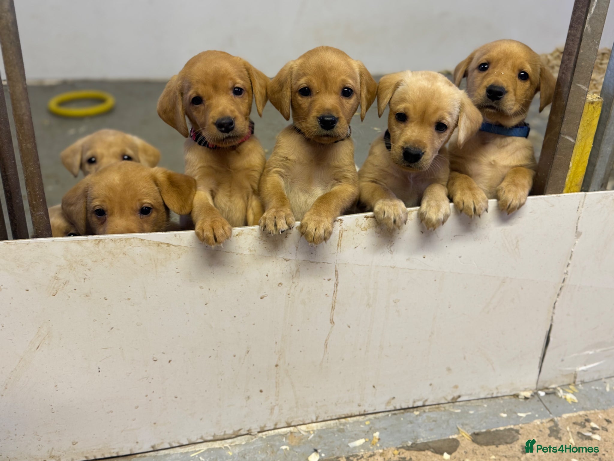 Labrador Retriever dogs Beautifully bred Labrador puppies - Advert 9