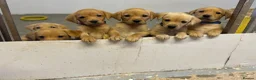 Labrador Retriever dogs for sale: One beautiful girl available - Advert 2