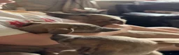 Whippet dogs for sale: KC reg Whippet pups fully inoculated ready now! - Advert 10