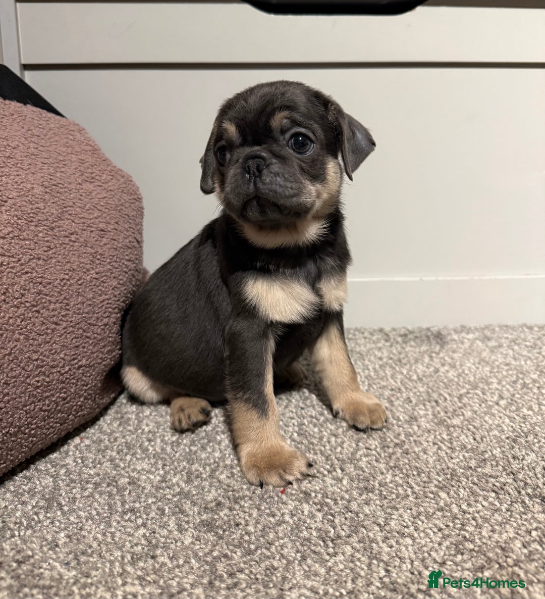 Pug dogs for sale: Only 2 left! Rare coloured pug puppies available  - Advert 36