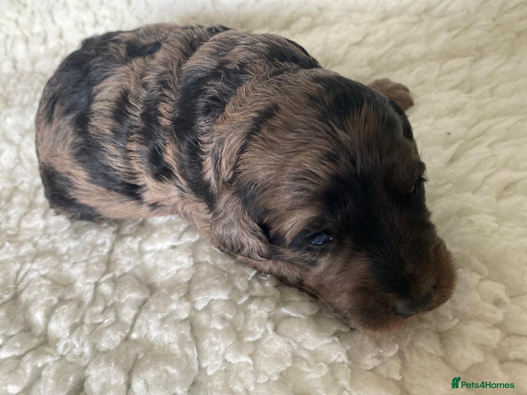 Goldendoodle dogs for sale: Gorgeous mini F1 goldendoodles - Image 2
