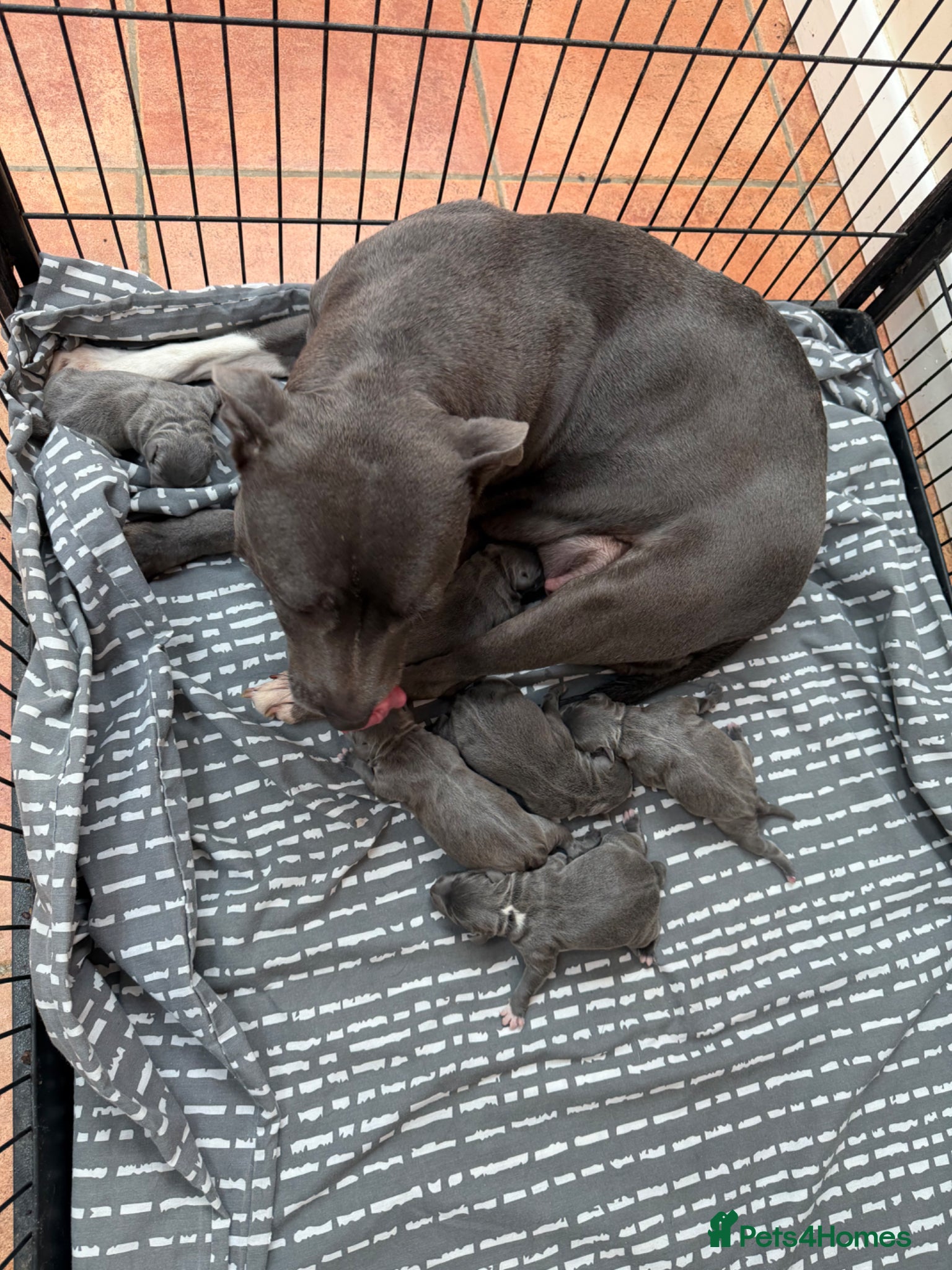 Staffordshire Bull Terrier dogs for sale: Outstanding KC registered Staffy pups blue 💕💙 - Advert 1