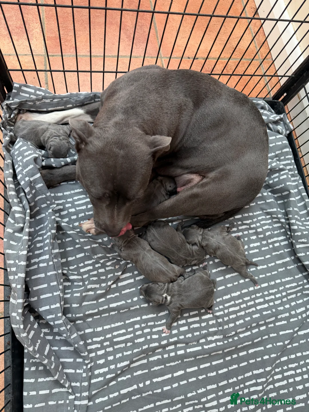 Staffordshire Bull Terrier dogs for sale: Outstanding KC registered Staffy pups blue 💕💙 - Advert 1