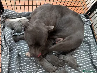 Staffordshire Bull Terrier dogs for sale: Outstanding KC registered Staffy pups blue 💕💙 - Advert 1