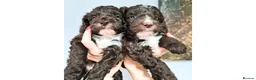 Miniature Poodle dogs for stud: Chocolate Parti Poodle. Toy/Small Miniature stud in Pershore - Advert 7