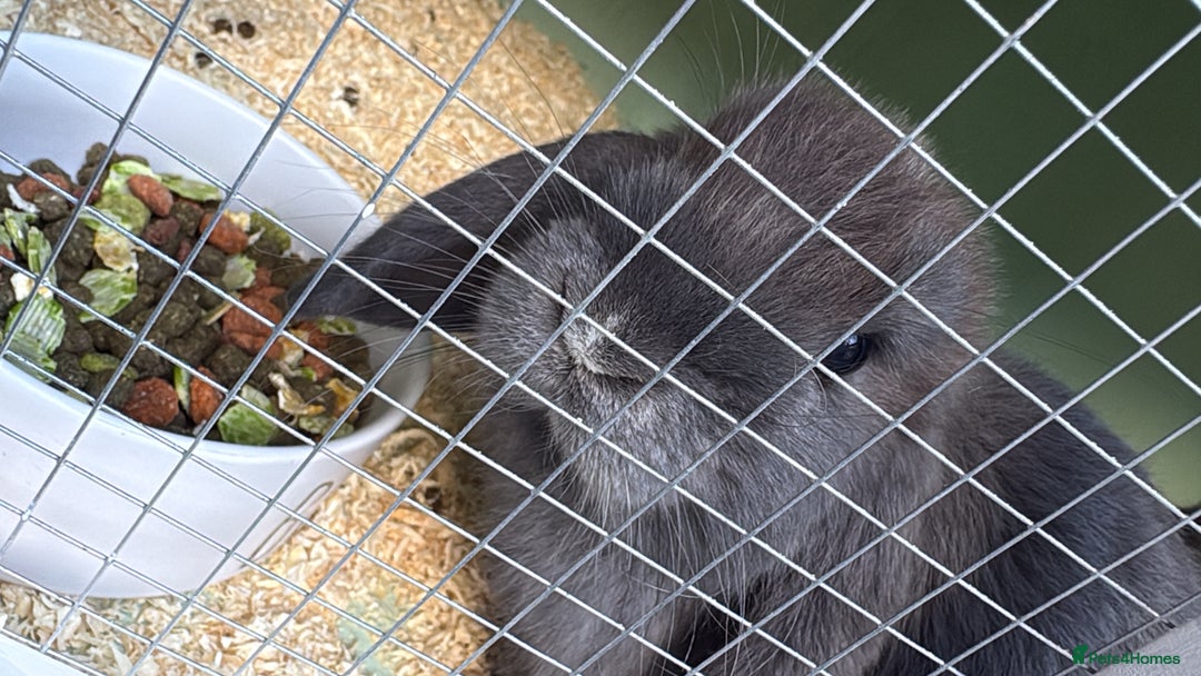 Mini Lop rabbits for sale: 2 mini lops  - Advert 1