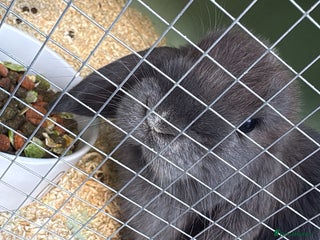 Mini Lop rabbits 2 mini lops - Advert 1