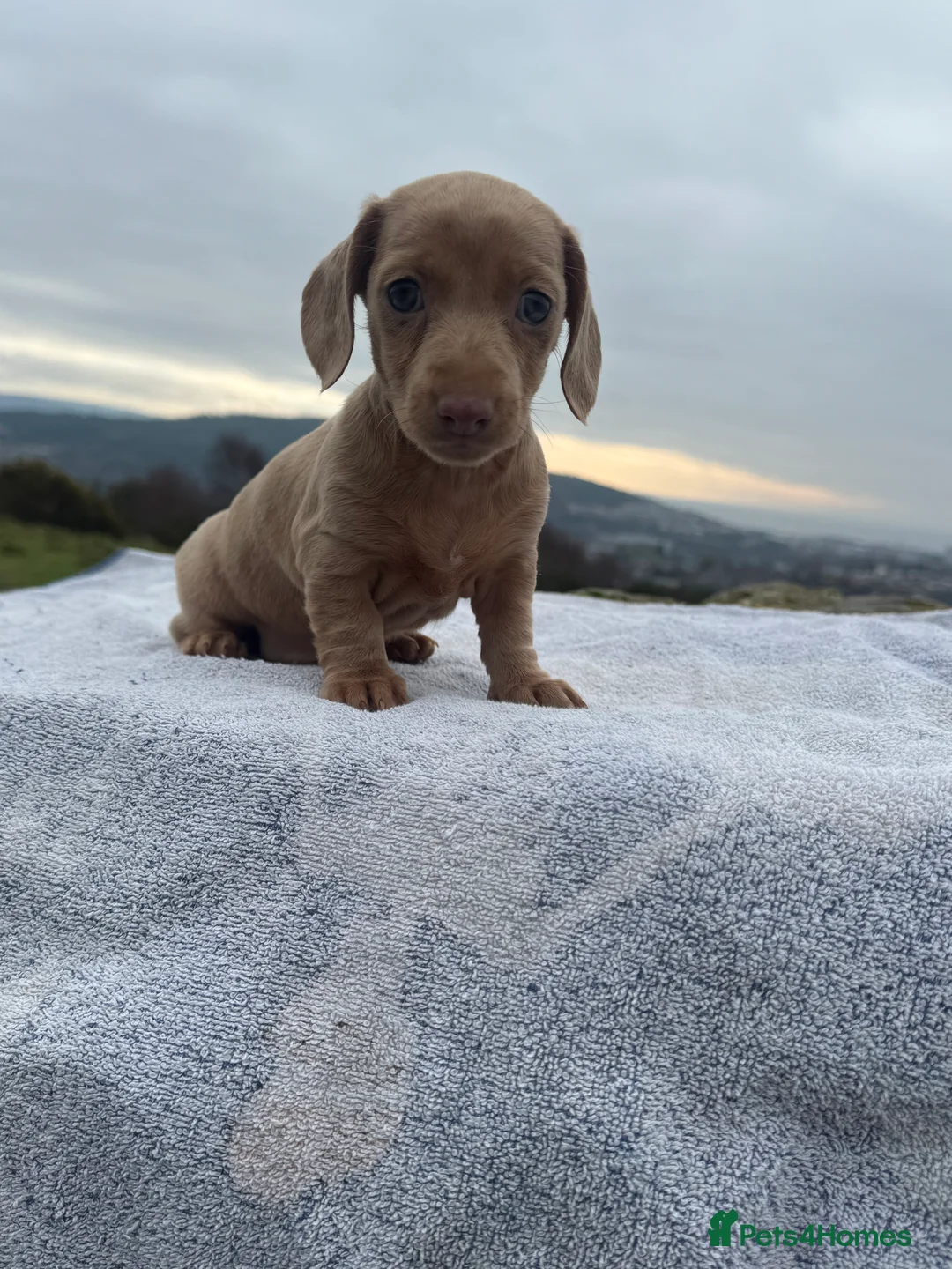 Miniature Dachshund dogs for sale: Last 3 beautiful girls from litter of 7 - Advert 7