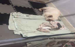 French Bulldog dogs for sale: 3 French bulldog females - Image 9