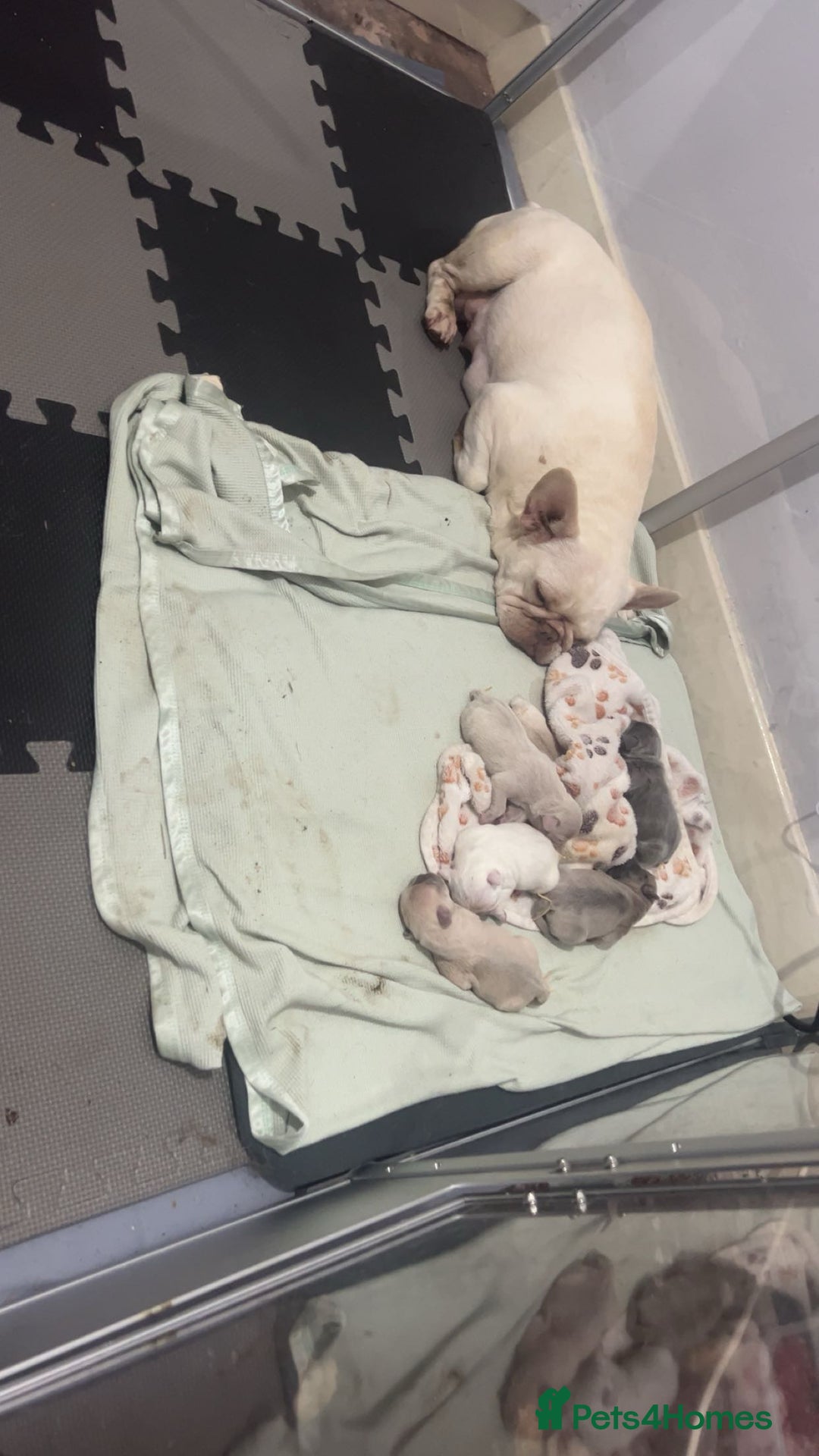 French Bulldog dogs for sale: 3 French bulldog females - Image 9