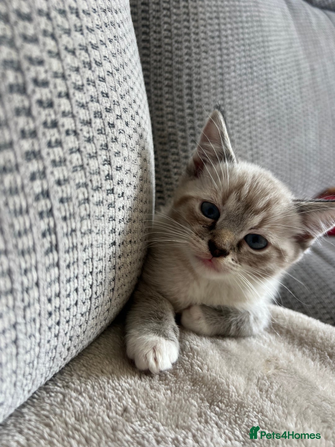 Ragdoll cats for sale: ONE BOY LEFT  Ragdoll cross kittens for sale  - Image 5