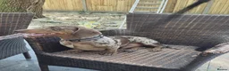 Dachshund dogs for sale: Dachshund Looking for His Forever Home  - Advert 5