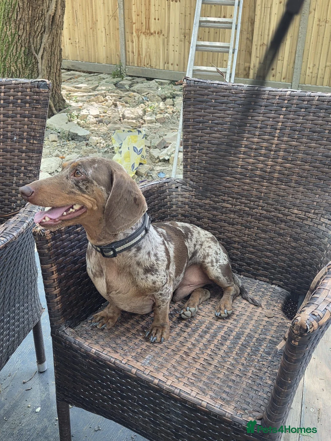 Dachshund dogs for sale: Dachshund Looking for His Forever Home  - Advert 5