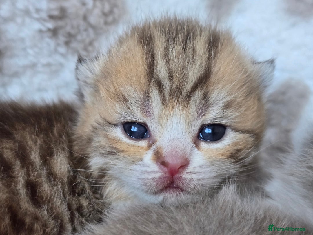 British Shorthair cats for sale: 1 BOY LEFT TICA reg BSH and BLH kittens - Advert 38