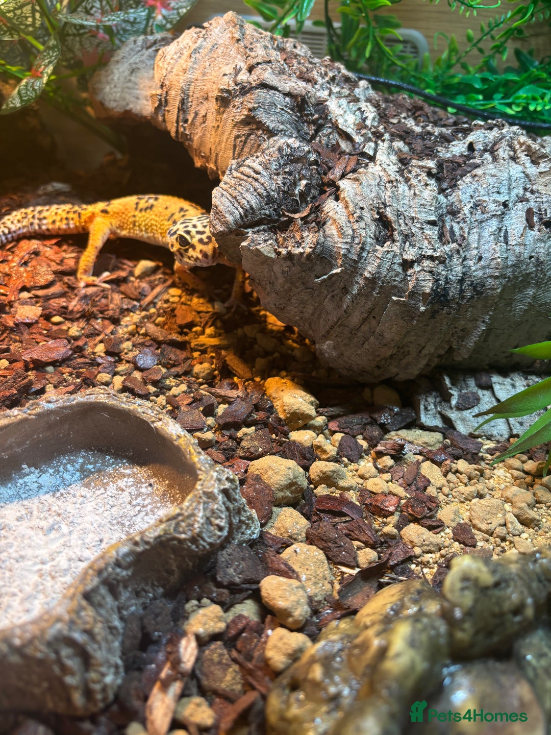 Leopard Gecko reptiles for sale: Leopard gecko and full set up.  - Advert 1